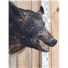 Image 5 : Wild Boar Hog Shoulder Mount Taxidermy