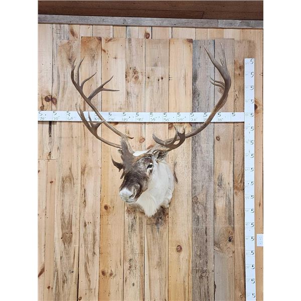 Caribou Shoulder Mount Taxidermy