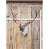 Image 1 : Caribou Shoulder Mount Taxidermy