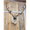 Image 2 : Caribou Shoulder Mount Taxidermy