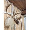 Image 3 : Caribou Shoulder Mount Taxidermy