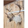 Image 4 : Caribou Shoulder Mount Taxidermy