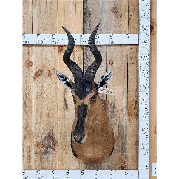 African Hartebeest Shoulder Mount Taxidermy