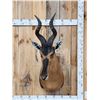 Image 1 : African Hartebeest Shoulder Mount Taxidermy
