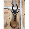 Image 2 : African Hartebeest Shoulder Mount Taxidermy