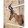 Image 3 : African Hartebeest Shoulder Mount Taxidermy