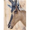 Image 4 : African Hartebeest Shoulder Mount Taxidermy