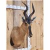 Image 5 : African Hartebeest Shoulder Mount Taxidermy
