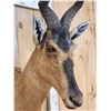 Image 6 : African Hartebeest Shoulder Mount Taxidermy