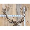 Image 10 : Big Red Stag Shoulder Mount Taxidermy