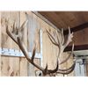 Image 11 : Big Red Stag Shoulder Mount Taxidermy