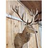 Image 12 : Big Red Stag Shoulder Mount Taxidermy