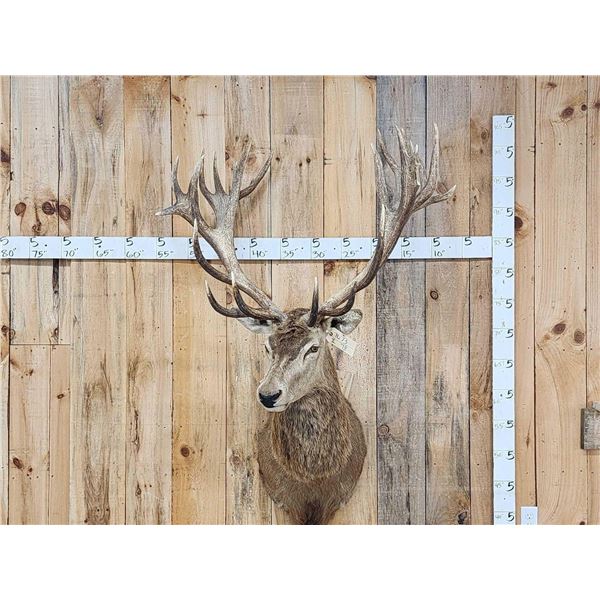Big Red Stag Shoulder Mount Taxidermy