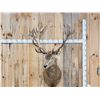 Image 1 : Big Red Stag Shoulder Mount Taxidermy