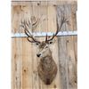 Image 2 : Big Red Stag Shoulder Mount Taxidermy