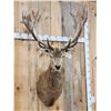 Image 3 : Big Red Stag Shoulder Mount Taxidermy
