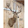 Image 4 : Big Red Stag Shoulder Mount Taxidermy