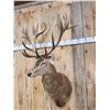 Image 5 : Big Red Stag Shoulder Mount Taxidermy