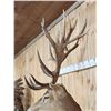Image 6 : Big Red Stag Shoulder Mount Taxidermy