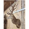Image 7 : Big Red Stag Shoulder Mount Taxidermy