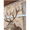 Image 8 : Big Red Stag Shoulder Mount Taxidermy