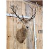 Image 9 : Big Red Stag Shoulder Mount Taxidermy