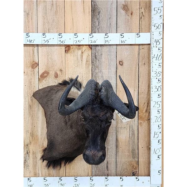 African Wildebeest Shoulder Mount Taxidermy