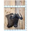 Image 1 : African Wildebeest Shoulder Mount Taxidermy