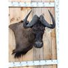Image 2 : African Wildebeest Shoulder Mount Taxidermy