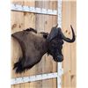 Image 3 : African Wildebeest Shoulder Mount Taxidermy