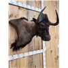 Image 4 : African Wildebeest Shoulder Mount Taxidermy