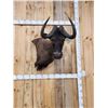 Image 5 : African Wildebeest Shoulder Mount Taxidermy