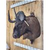 Image 6 : African Wildebeest Shoulder Mount Taxidermy