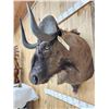 Image 7 : African Wildebeest Shoulder Mount Taxidermy