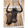 Image 8 : African Wildebeest Shoulder Mount Taxidermy