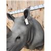 Image 10 : Reproduction African White Rhinoceros Shoulder Mount Taxidermy