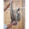 Image 11 : Reproduction African White Rhinoceros Shoulder Mount Taxidermy