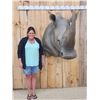 Image 2 : Reproduction African White Rhinoceros Shoulder Mount Taxidermy