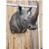 Image 3 : Reproduction African White Rhinoceros Shoulder Mount Taxidermy