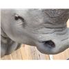 Image 4 : Reproduction African White Rhinoceros Shoulder Mount Taxidermy