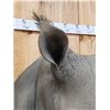 Image 6 : Reproduction African White Rhinoceros Shoulder Mount Taxidermy