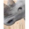 Image 8 : Reproduction African White Rhinoceros Shoulder Mount Taxidermy