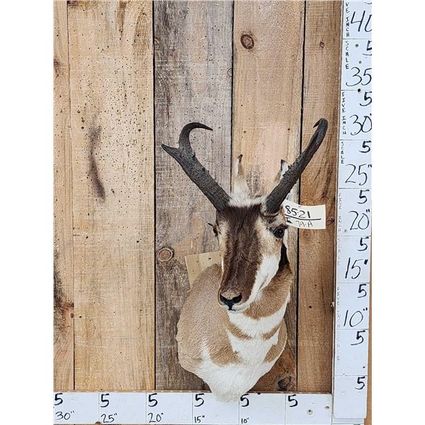 Pronghorn Antelope Shoulder Mount Taxidermy
