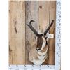 Image 1 : Pronghorn Antelope Shoulder Mount Taxidermy