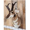 Image 2 : Pronghorn Antelope Shoulder Mount Taxidermy