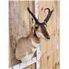 Image 3 : Pronghorn Antelope Shoulder Mount Taxidermy