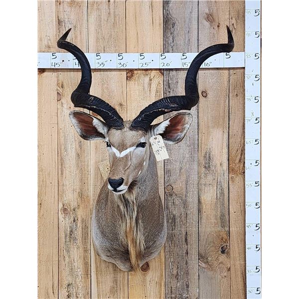 African Kudu Shoulder Mount Taxidermy