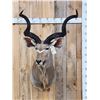 Image 1 : African Kudu Shoulder Mount Taxidermy