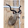 Image 2 : African Kudu Shoulder Mount Taxidermy