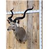 Image 3 : African Kudu Shoulder Mount Taxidermy